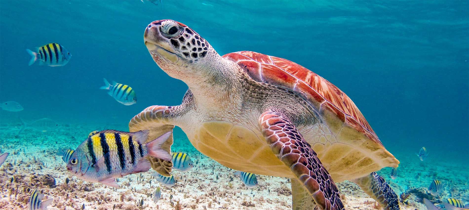 CARIBE TODO INCLUIDO - DESCUBRE CARIBE##DESCUBRE AGUAS CRISTALINAS##DESCUBRE LA FAUNA MARINA##DESCUBRE EL RELAX